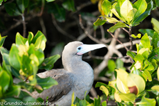 Galapagos-Tiere43.jpg